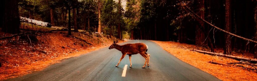 Cobertura en accidentes con animales salvajes