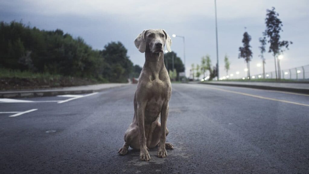 ¿Han atropellado a tu perro? Cómo actuar