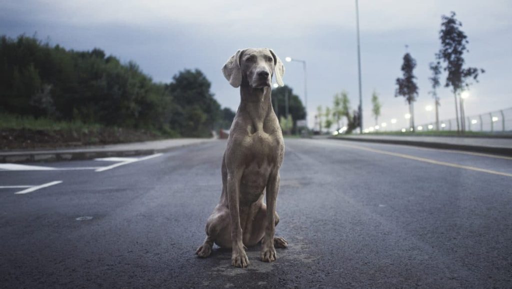 ¿Han atropellado a tu perro? Cómo actuar
