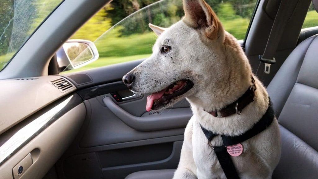 Consejos de seguridad si viajas con tu mascota en el coche