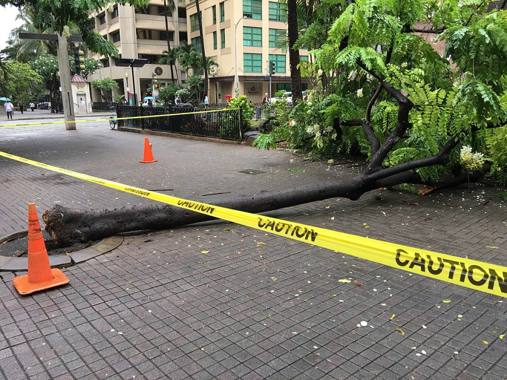 indemnización por caída de árbol